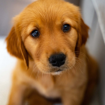 Puppy Dog Picture Wallpaper