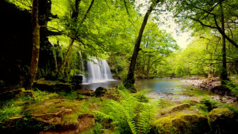 Rainforest HD Wallpaper Image