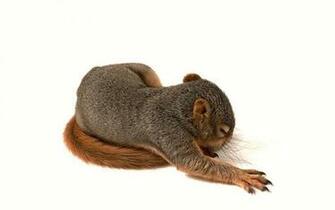Baby Squirrel High Quality And Resolution Wallpaper On