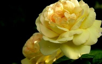 Desktop Wallpaper Nature Flowers Yellow Rose