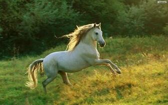 Beautiful Horse Wallpaper