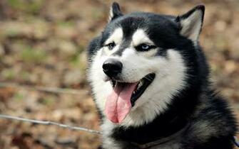 Husky Computer Wallpaper Desktop Background Id