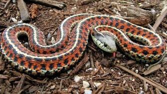 Garter Snake HD Wallpaper Background Image