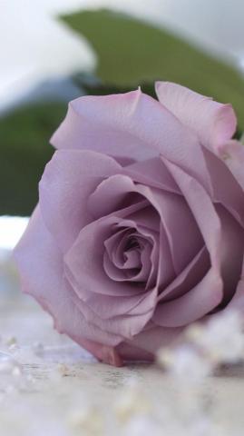 Purple Rose Beads iPhone 6s Wallpaper Background