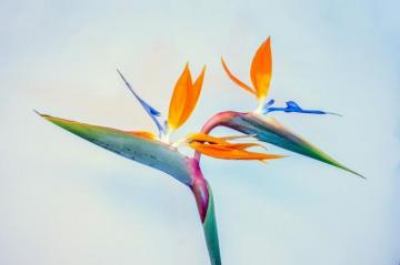 Flowers And Birds Pictures Image
