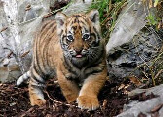 Desktop Cute Baby Tiger Pics Dowload