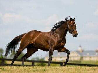 Running Horses Wallpaper Brown Horse For Desktop
