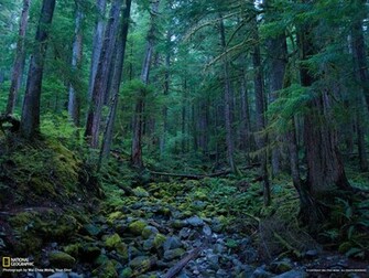 Hoh Rain Forest Olympic National Park Breathtaking Geographic