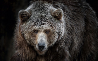Bears Bear Wallpaper