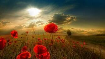Attention HD Natural Scenery Wallpaper World