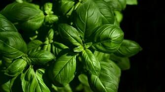Wallpaper Basil Leaves Green Plant Full HD