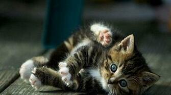 Wallpaper Cat HD