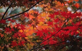 Red Leaves Wallpaper
