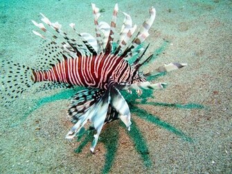 Lionfish Wallpaper