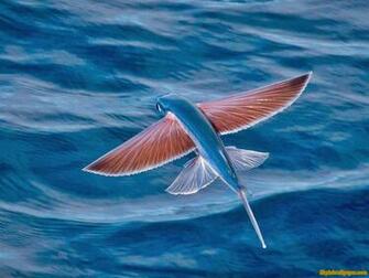 Flying Fish Wallpaper Sky HD Photography Water