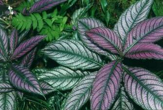 Tropical Leaves Hot Girls Wallpaper