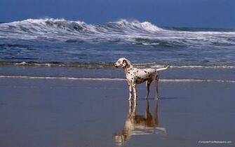 Animals Wallpaper A Day At The Beach Dalmatian