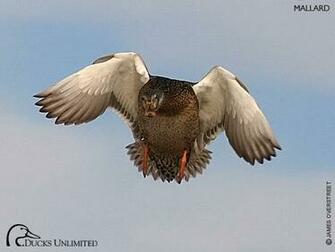 Ducks Unlimited Wallpaper Pictures