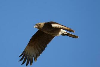 Mockinjay Mockingbird Background Image Wallpaper