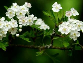Kids Under Spring Wallpaper For Desktop