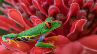 Amphibians Red Eyed Tree Frog The Flower 4k Wallpaper