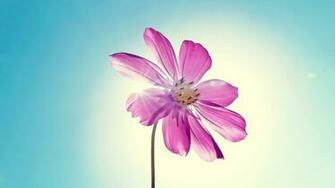 HD Wallpaper 1080p Purple Cosmos Flower