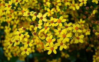Wallpaper Wildflowers