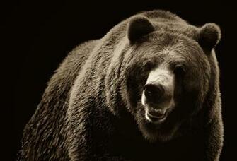 Grizzly Bear Roar Wallpaper Cool HD