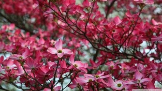Pink Dogwood Tree Wallpaper