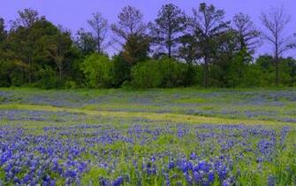 Texas Bluebonnet Field Mac Wallpaper
