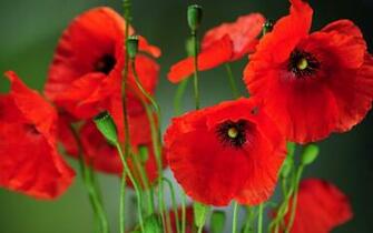 Poppies Wallpaper