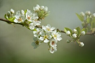Apple Blossom Wallpaper
