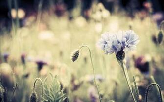 Flower Vintage Background HD Wallpaper Html