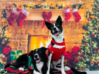 Paws Pet Resort We Had Our Ugly Sweater Pawty This Past