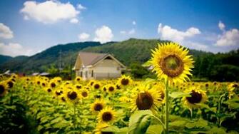 Summer Flowers Wallpaper Wallpapercraft