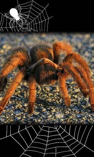Spider Net 3d Live Wallpaper Is A New Animated Application In Theme