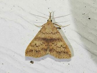 Maryland Biodiversity Project Fraternal Renia Moth