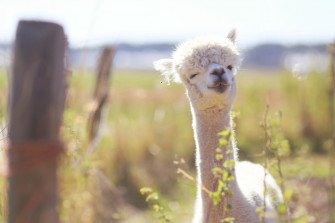 Lama Wallpaper HD