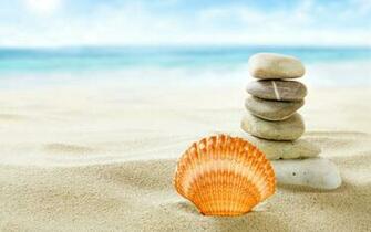 Seashell HD Image Wallpapercharlie