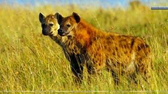 Hyena Pictures And Wallpaper Animals Library