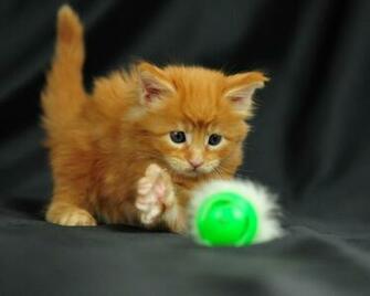 Lolcat Wallpaper