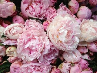 Lamb Blonde My Dream Garden