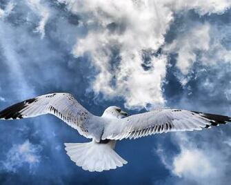 Albatross Wallpaper And Background Image Id