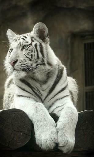 White Tiger HD Live Wallpaper For Android By Clerof Themes