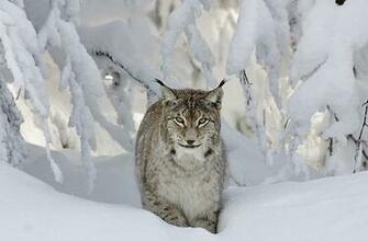 Bobcat Wallpaper