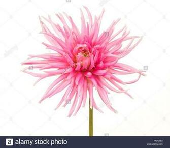 This Stock Image Pretty Pink Blooming Chrysanthemum