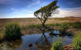 Awesome Tree Oasis HD Widescreen Desktop Wallpaper