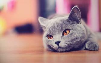 Cat Cats Wallpaper