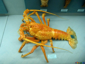Spiny Lobster Image Wallpaper