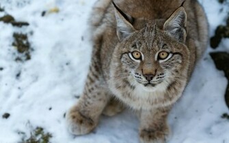 Lynx Wallpaper
